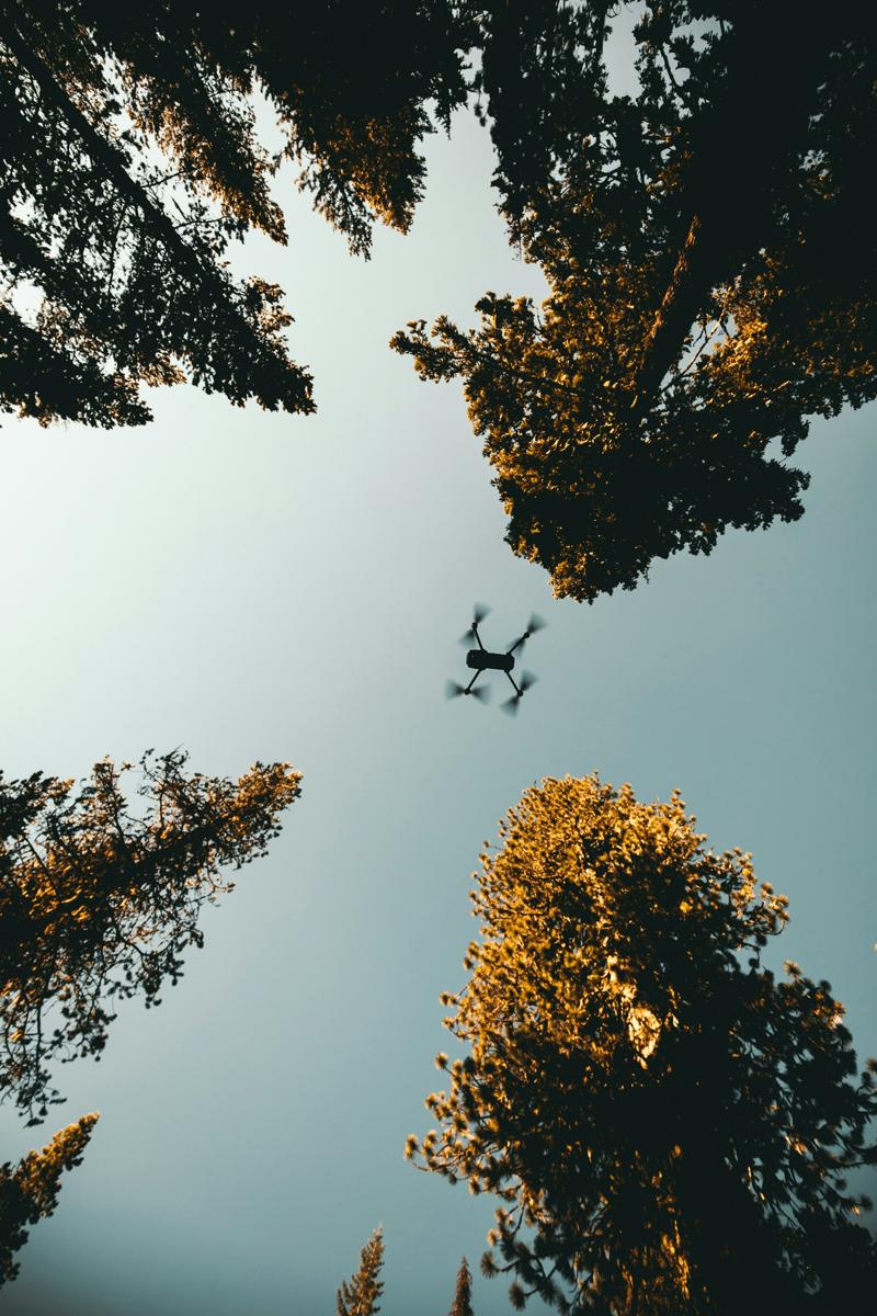 A mapping drone flying between tall trees, seen from below