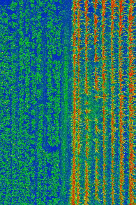 Visible-band crop vigour map of planted rows